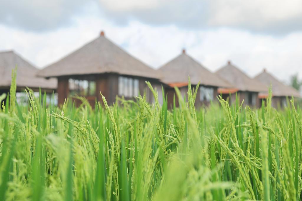 Taman Bintang Villa Ubud Екстериор снимка